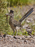 Greater Roadrunner, Texas, USA Photographic Print by Larry Ditto