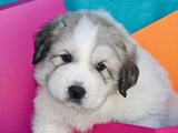 Portrait of a Great Pyrenees Puppy with Colorful Background, California, USA Photographic Print by Zandria Muench Beraldo