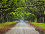 Wormsloe Plantation, Savannah, Georgia, USA Photographic Print by Joanne Wells
