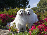Two Great Pyrenees Together Among Red Flowers, California, USA Photographic Print by Zandria Muench Beraldo