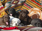 Five Labrador Retriever Puppies of All Colors on Southwestern Blankets Photographic Print by Zandria Muench Beraldo