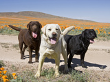 All Three Colors of Labrador Retrievers Standing on Dirt Road, Antelope Valley in California, USA Photographic Print by Zandria Muench Beraldo