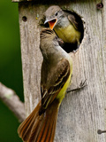 Great Crested Flycatcher Myiarchus Crinitus Central Pennsylvania Photographie par David Northcott