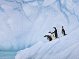 Adelie Penguins, Paulet Island, Antartica, Antarctic Photographic Print by Hugh Rose