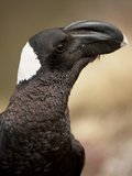 Thick-Billed Raven, Ethiopia, Kenya Photographic Print by Joe & Mary Ann McDonald