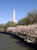 Cherry Blossom Festival, Washington DC, USA, District of Columbia Photographic Print by Lee Foster
