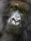 Umubano Group of Mountain Gorillas, Volcanoes National Park, Rwanda Photographic Print by Ralph H. Bendjebar