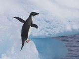 Adelie Penguins, Paulet Island, Antartica, Antarctic Photographic Print by Hugh Rose