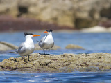 Royal Terns (Sterna Maxima) on Intertidal Rock, Punta Baja, Isla Carmen, Sea of Cortez, Mexico Photographic Print by Gary Luhm