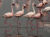 Lesser Flamingos, Lake Nakuru National Park, Kenya Photographic Print by Joe & Mary Ann McDonald