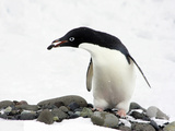 An Adelie Penguin (Pygoscelis Adeliae) at Paulet Island, Antarctica Photographic Print by Miva Stock