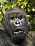 Mountain Gorilla, Volcanoes National Park, Kenya Photographic Print by Joe & Mary Ann McDonald