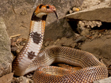 Cape Coral Snake Aspidelaps, Lubricus Cowlesi, Native to Southern Angola Photographic Print by David Northcott