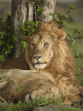 Lion Resting, Masai Mara Game Reserve, Kenya Photographic Print by Joe & Mary Ann McDonald
