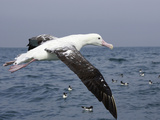 Gibson's Albatross, Kaikoura, Marlborough, South Island, New Zealand Photographie par David Wall