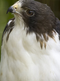 White-Tailed Hawk, Anton El Valle, Panama Photographic Print by William Sutton