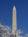 Cherry Blossom Festival, Washington DC, USA, District of Columbia Photographic Print by Lee Foster