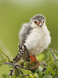 Pygmy Falcon, Samburu Game Reserve, Kenya Photographic Print by Joe & Mary Ann McDonald