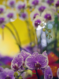 Orchids for Sale at a Market in Taipei, Taiwan Photographic Print by David H. Wells