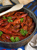 European Freshwater Crayfish in Tomato Sauce (Austropotamobius Pallipes) Photographic Print by Nico Tondini