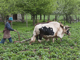 Farmer Plowing, Bumthang, Bhutan Photographic Print by Dennis Kirkland