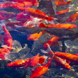 Koi and Carp, Big Spring Park, Huntsville, Alabama, USA Lámina fotográfica por William Sutton