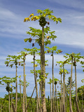 Pawpaw (Papaya) Plantation, Lower Sigatoka Valley, Sigatoka, Coral Coast, Viti Levu, Fiji Lámina fotográfica por David Wall Pawpaw (Papaya) Plantation, Lower Sigatoka Valley, Sigatoka, Coral Coast, Viti Levu, Fiji Lámina fotográfica por David Wall