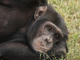Common Chimpanzee, Sweetwater Conservancy, Kenya Photographic Print by Joe & Mary Ann McDonald
