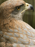 Savannah Hawk, Anton El Valle, Panama Photographic Print by William Sutton