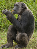 Common Chimpanzee, Sweetwater Conservancy, Kenya Photographic Print by Joe & Mary Ann McDonald