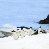 Gentoo Penguins (Pygoscelis Papua) Waddle Away from the Arctic Sea, Paradise Harbor, Antarctica Photographic Print by Miva Stock