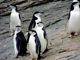 Waddle of Chinstrap Penguins (Pygoscelis Antarctica), Gibbs Island (South Shetland), Antarctica Photographic Print by Miva Stock