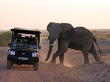 Elephant and Jeep, Amboseli, Kenya Photographic Print by Kymri Wilt