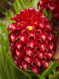 Tropical Flower in Garden, Coral Coast, Viti Levu, Fiji, South Pacific Photographic Print by David Wall