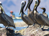 Brown Pelicans and Double-Crested Cormorant, Punta Baja, Isla Carmen, Baja, Sea of Cortez, Mexico Photographic Print by Gary Luhm