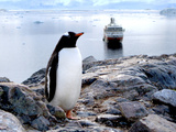 A Gentoo Penguin (Pygoscelis Papua) at Neko Harbor, Antarctica Photographic Print by Miva Stock