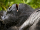 Umubano Group of Mountain Gorillas, Volcanoes National Park, Rwanda Fotografisk tryk af Ralph H. Bendjebar Umubano Group of Mountain Gorillas, Volcanoes National Park, Rwanda Fotografisk tryk af Ralph H. Bendjebar