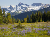 Alpine Meadow and Sarvent Glaciers, Mount Rainier National Park, Washington, USA Photographic Print by Jamie & Judy Wild