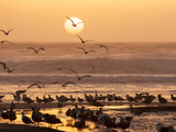 Sea Birds on Beach, Sun Setting in Mist, Santa Cruz Coast, California, USA, Photographic Print by Tom Norring