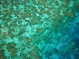 Aerial View of the Great Barrier Reef, Queensland, Australia Photographic Print by Miva Stock