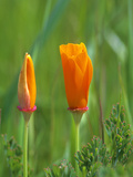 California Poppy Reserve, Lancaster, California, USA Photographic Print by John Alves