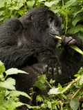 Mountain Gorilla, Volcanoes National Park, Rwanda Photographic Print by Joe & Mary Ann McDonald