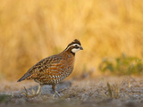 Northern Bobwhite, Texas, USA Photographie par Larry Ditto