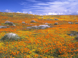 California Poppy Reserve, Lancaster, California, USA Photographie par John Alves