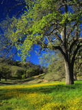 Oaks and Flowers, California, USA Photographic Print by John Alves