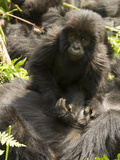 Mountain Gorilla, Volcanoes National Park, Rwanda Photographic Print by Joe & Mary Ann McDonald