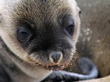 Sea Lion Pup, Galapagos Islands, Ecuador Photographic Print by Kymri Wilt