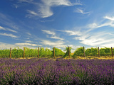 Lavender Field and Vineyard, Walla Walla, Washington, USA Photographic Print by Richard Duval