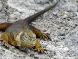 Land Iguana, Galapagos Islands, Ecuador Photographic Print by Kymri Wilt