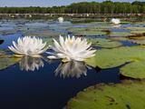 Water Lilies, Caddo Lake, Texas, USA Photographie par Larry Ditto
